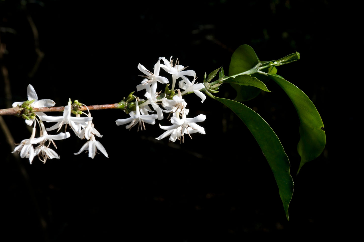 Ethiopia - Bochesa