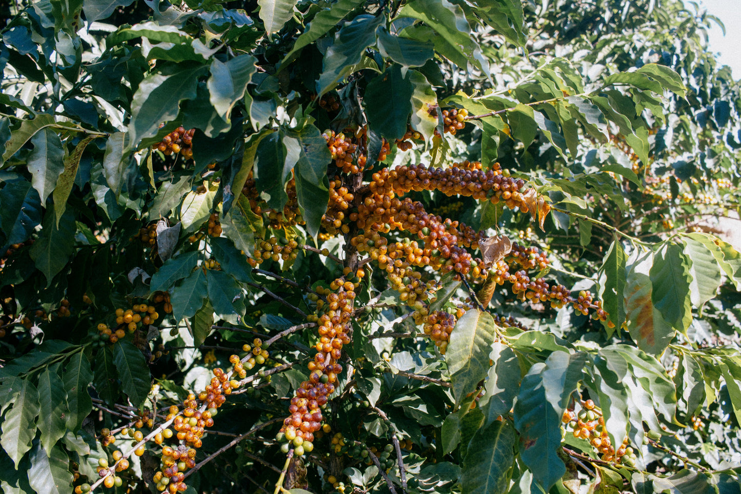 Brazil - Yellow Bourbon
