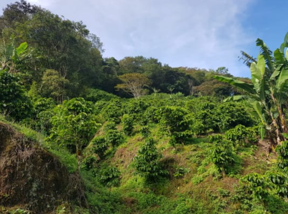 Costa Rica - Tarazzu (Anaerobic)
