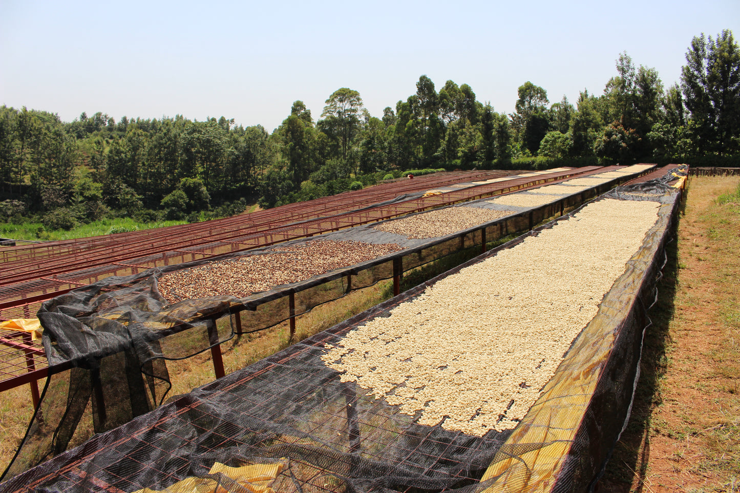 Kenya - Gichathaini