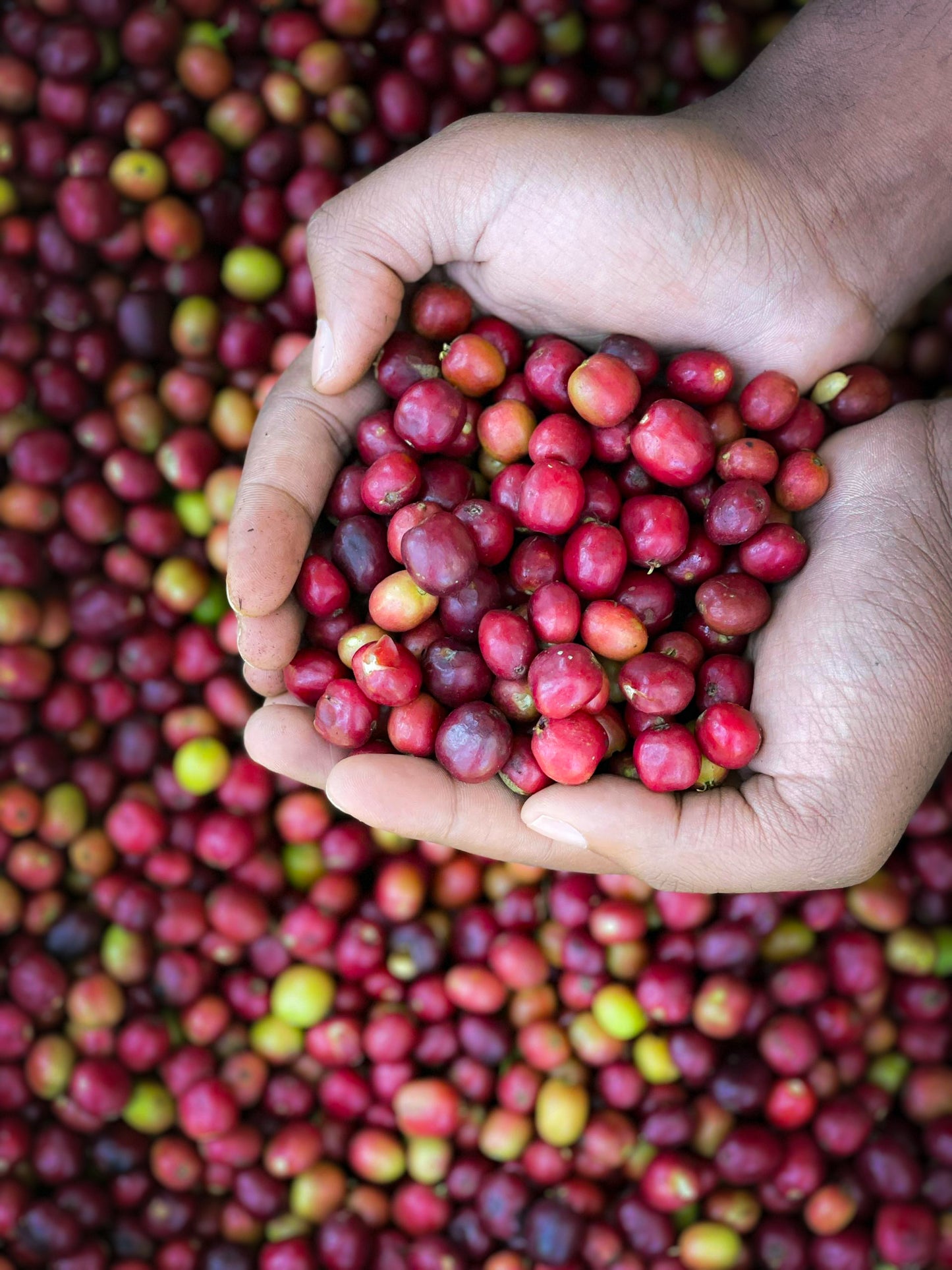 Ethiopia - Bochesa