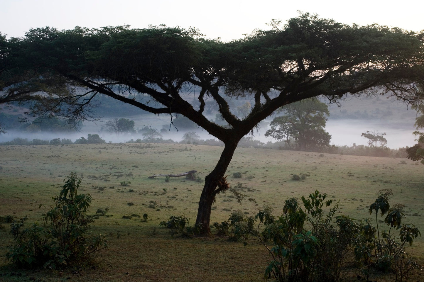 Ethiopia - Bochesa