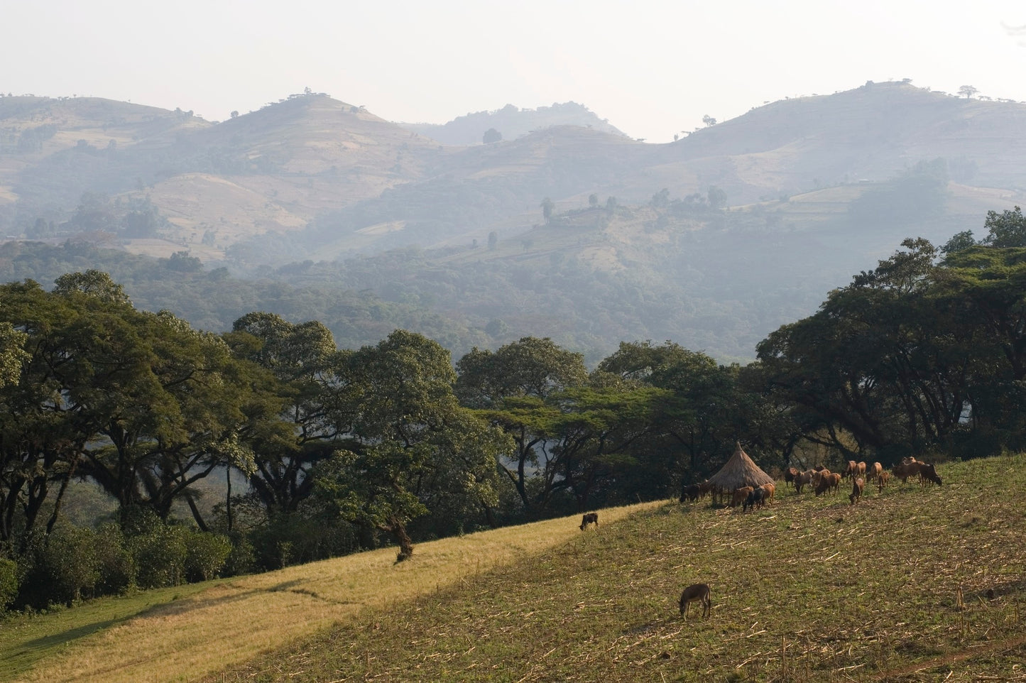 Ethiopia - Bochesa