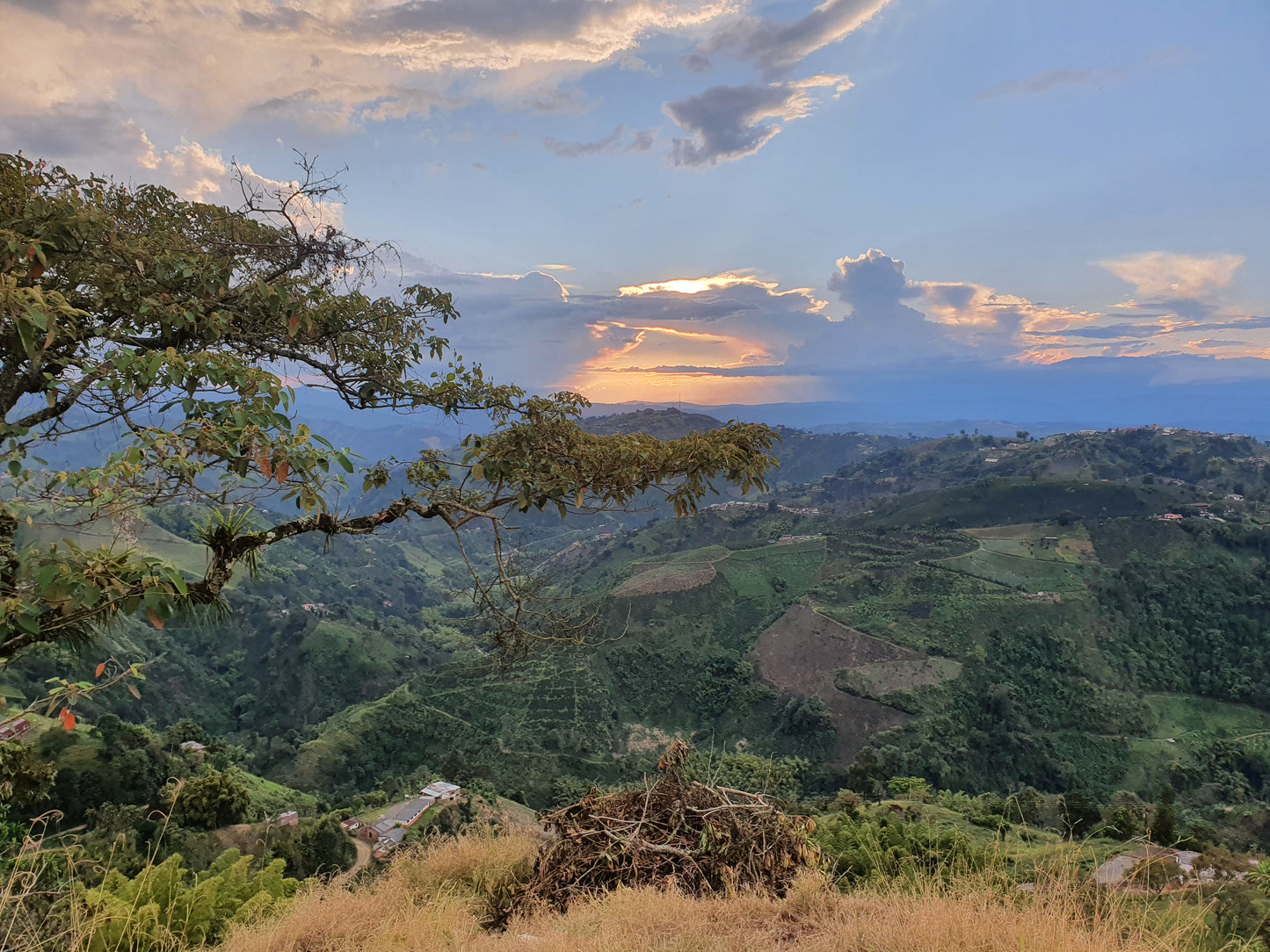 Colombia - Geisha Villamaria