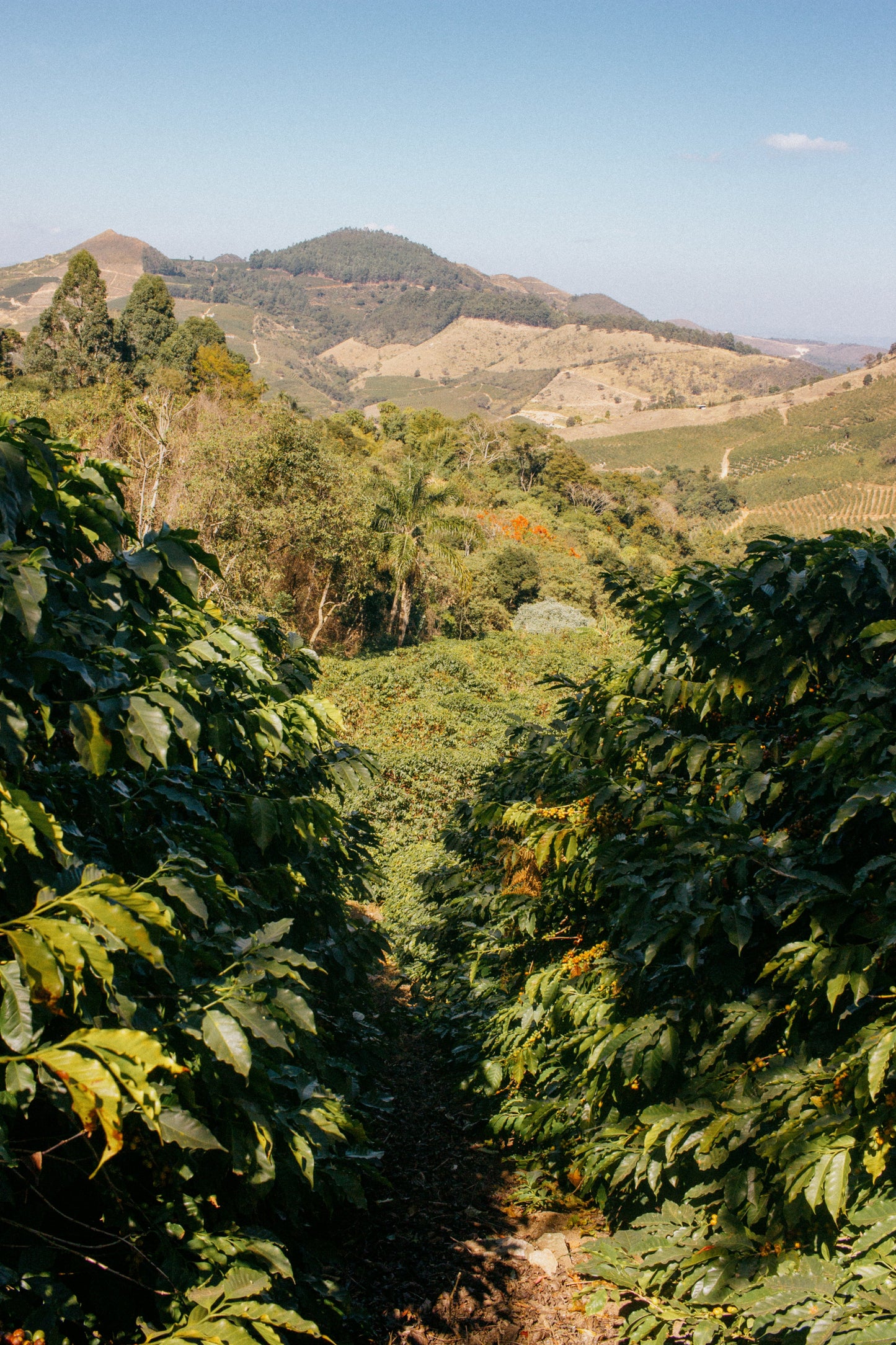 Brazil - Yellow Bourbon