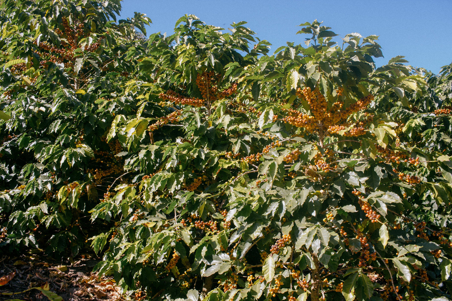 Brazil - Yellow Bourbon