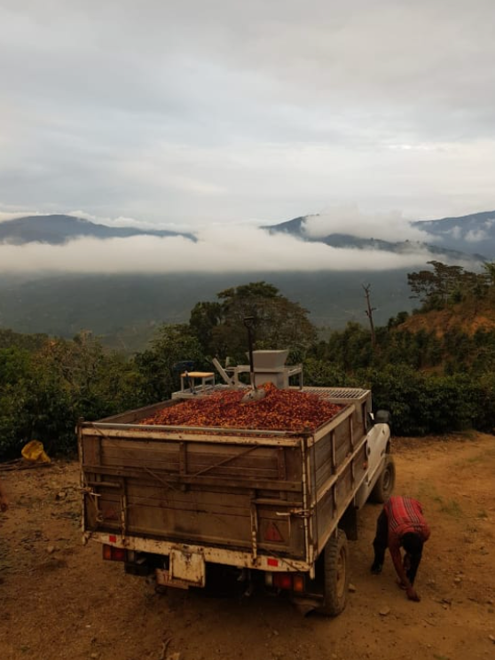 Costa Rica - Tarazzu