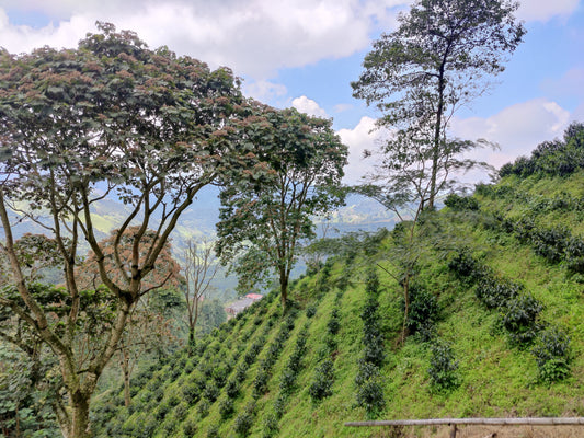 Colombia - Geisha Villamaria