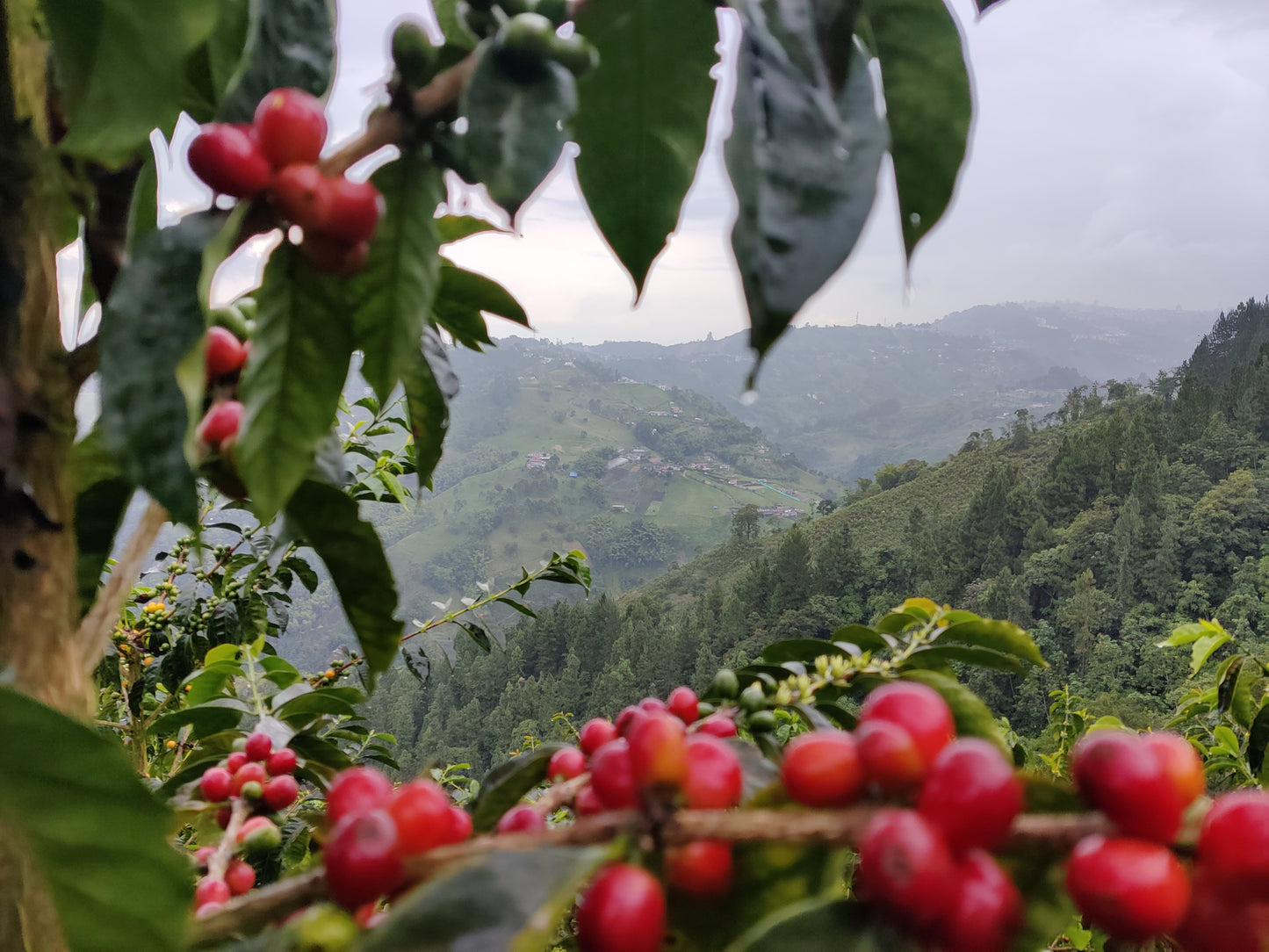 Colombia - Geisha Villamaria