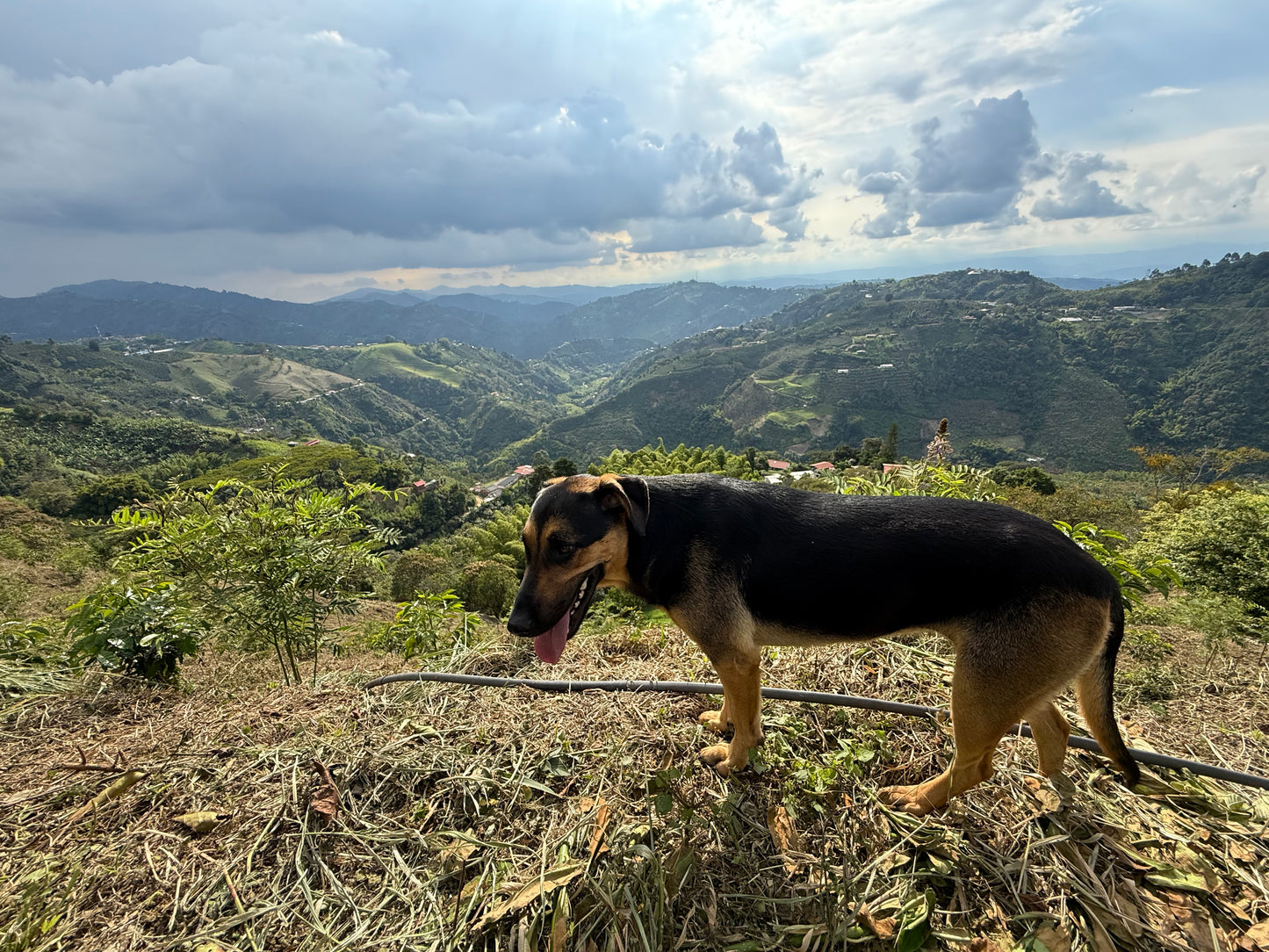 Colombia - Geisha Villamaria