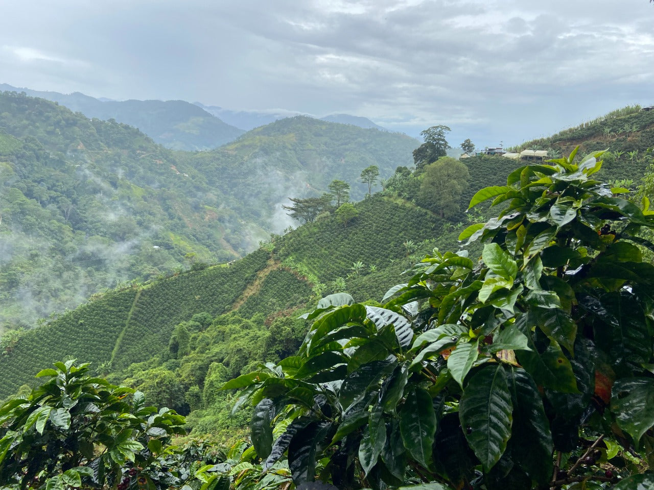 Colombia - Geisha