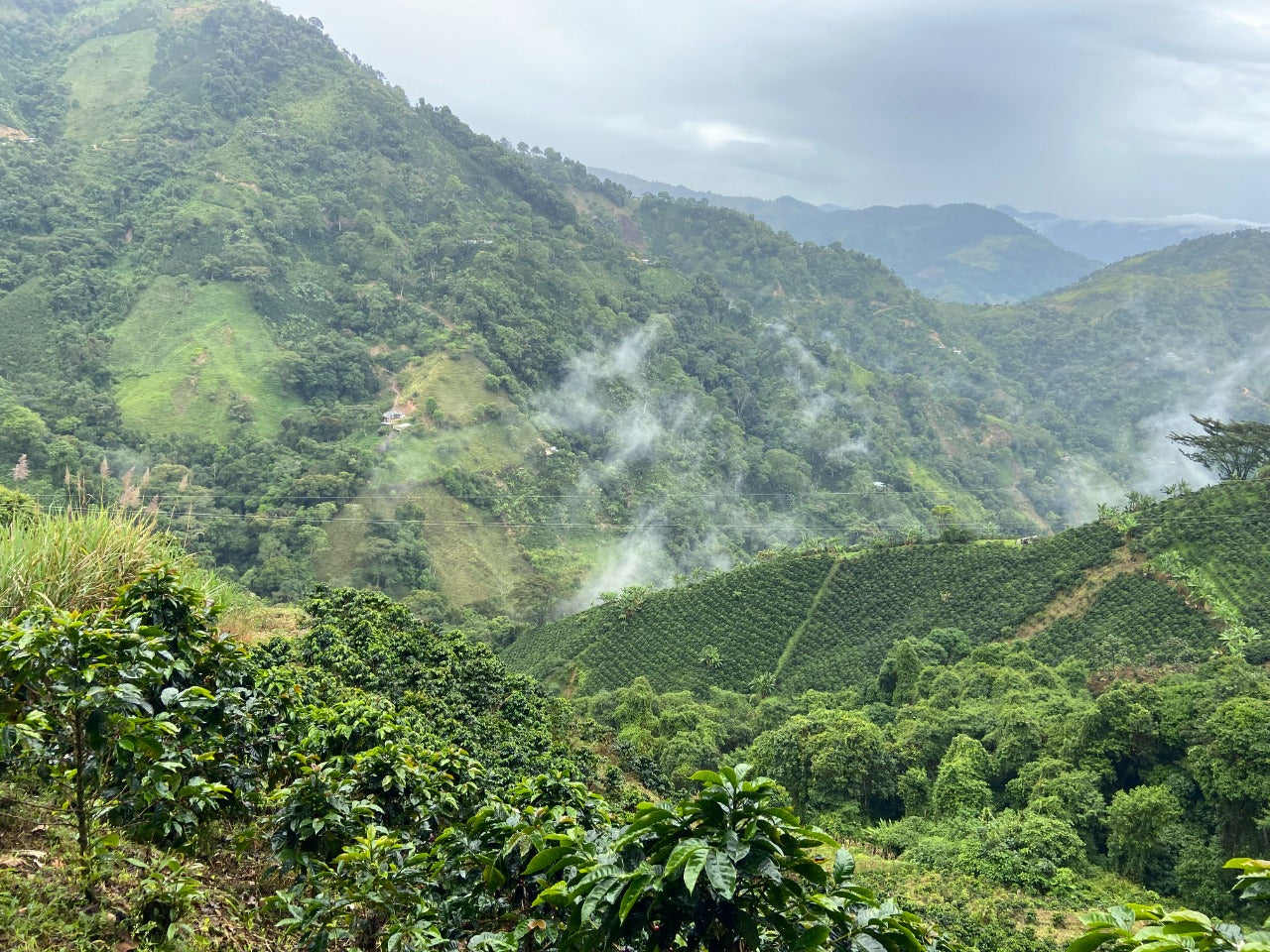Colombia - Geisha